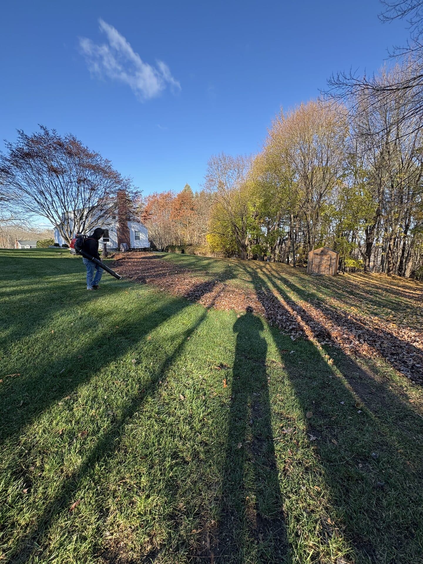 Freshly installed lawn with sharp mowing lines